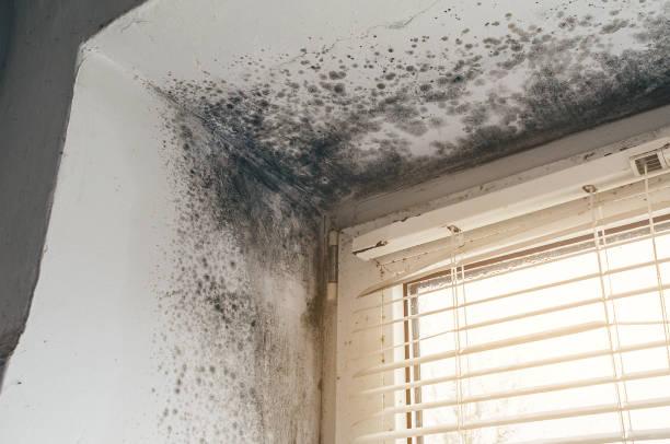 Affordable Commercial Mold Remediation solutions in Anna, TX